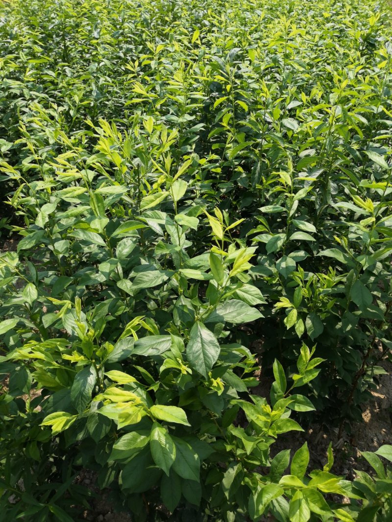 李子苗，奈李苗，苗圃直供，品种正宗，保证成活，