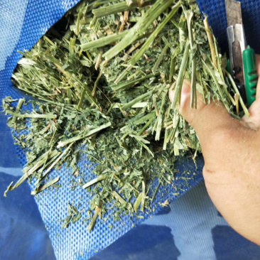 牛羊马兔饲料苜蓿草