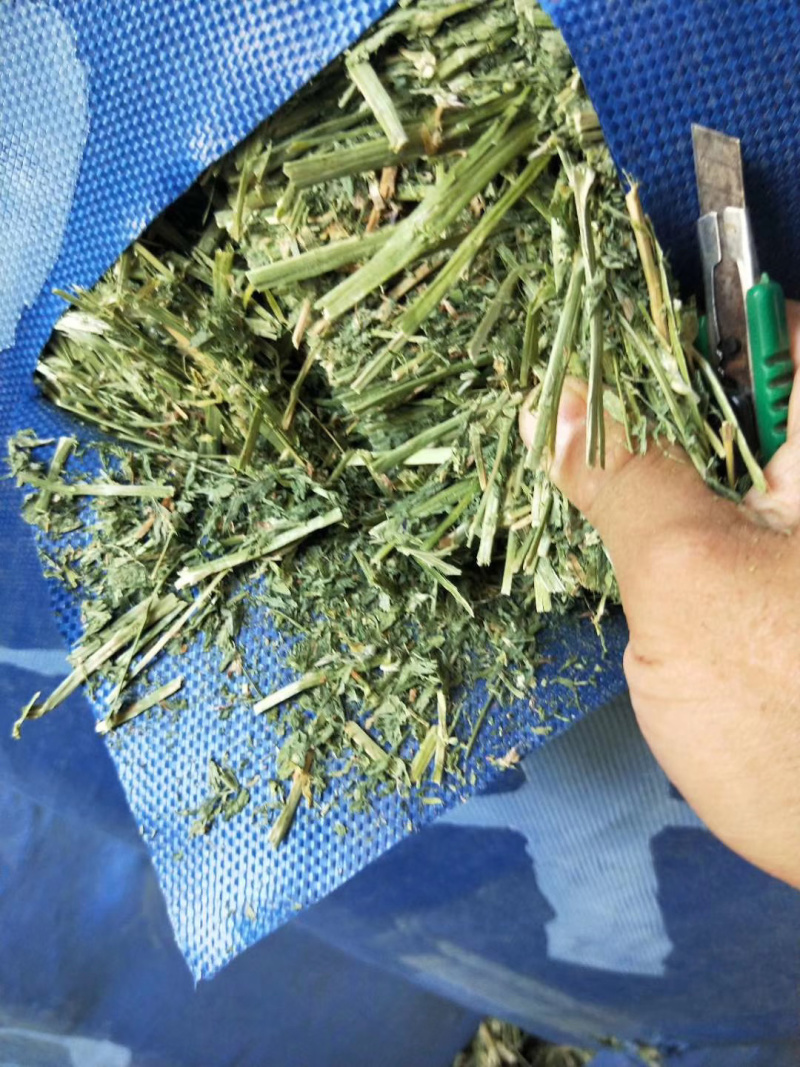 牛羊马兔饲料苜蓿草