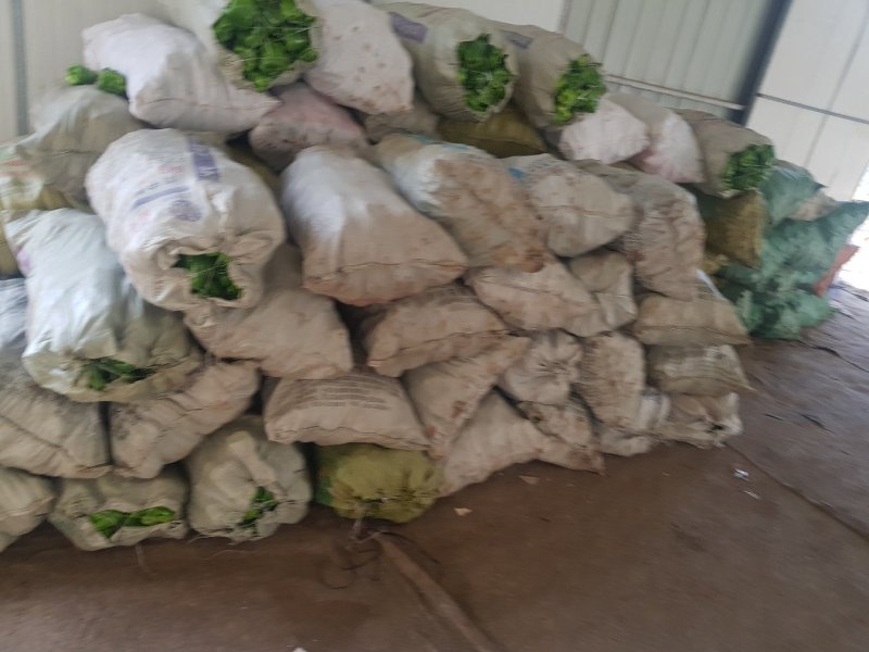 圆椒大量上市供应！量大价优0.45元欢迎咨询采购
