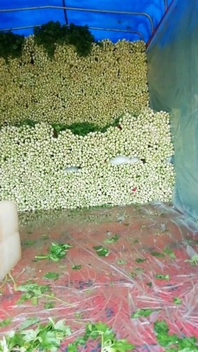 美国西芹。皇后芹菜。大中小了棵基地直供量大质优