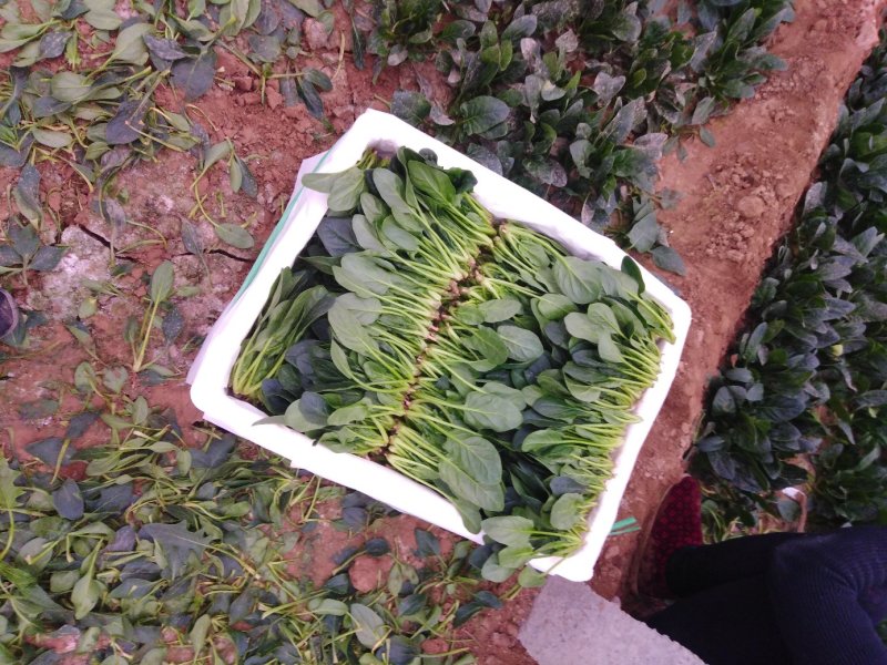 山东菠菜苗一手货源基地现挖现发量大优惠
