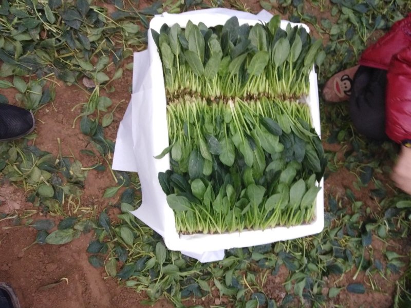 山东菠菜苗一手货源基地现挖现发量大优惠