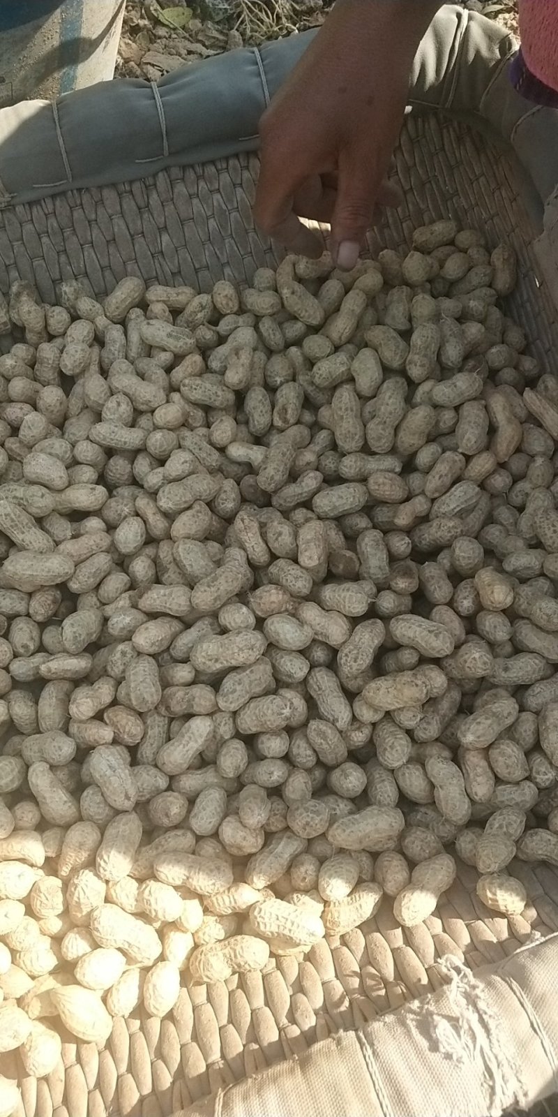 鲁花系列～商花五号，小白沙，四粒红，可供电商，市场。代发