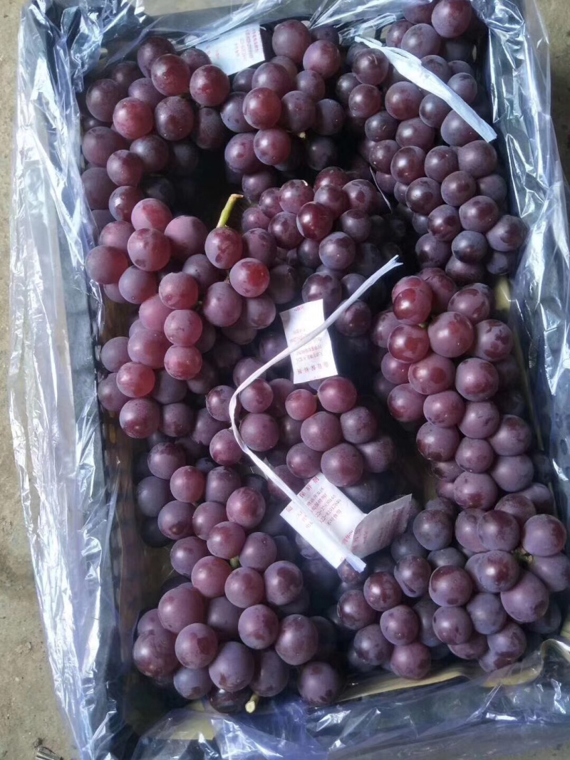 冷库储藏巨峰葡萄大量出售，串大颗粒大，一手货源