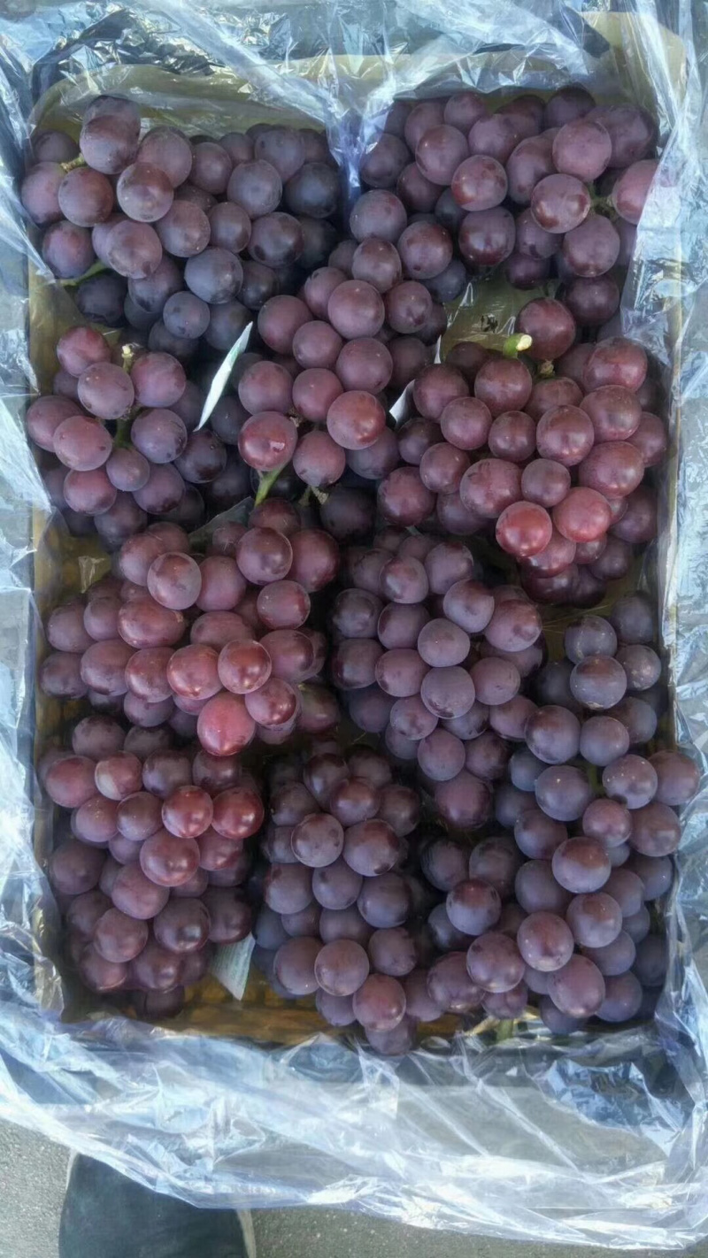 冷库储藏巨峰葡萄大量出售，串大颗粒大，一手货源