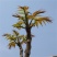 香椿种子树上蔬菜籽红油香椿芽苗阳台庭院盆栽四季播易种速生