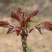 香椿种子树上蔬菜籽红油香椿芽苗阳台庭院盆栽四季播易种速生