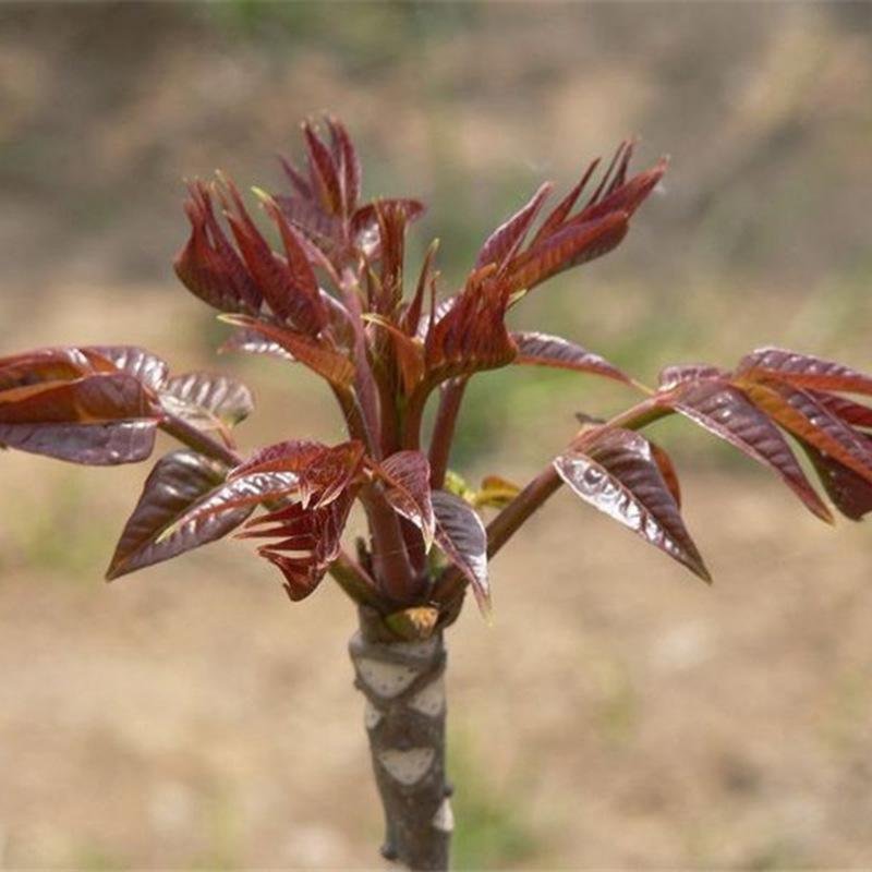 香椿种子树上蔬菜籽红油香椿芽苗阳台庭院盆栽四季播易种速生