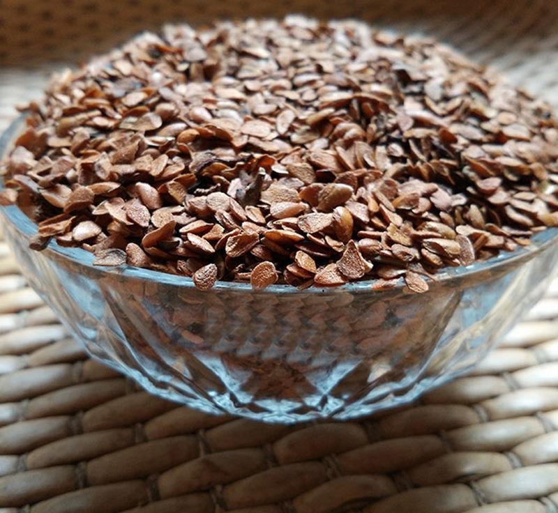 香椿种子树上蔬菜籽红油香椿芽苗阳台庭院盆栽四季播易种速生