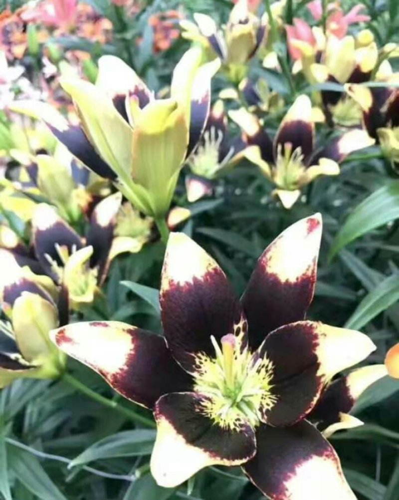 进口香水百合种球包活