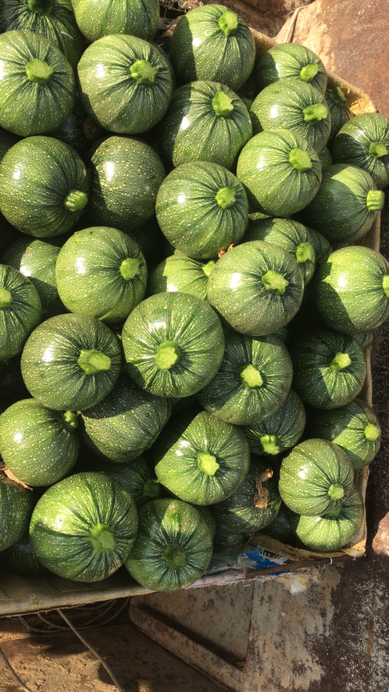 南瓜新品种小南瓜圆瓜