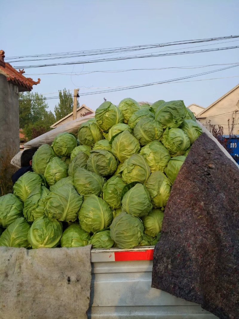 山东甘蓝种植基地源头产地直发一手货源全国发货