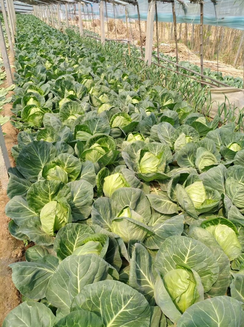 山东甘蓝种植基地源头产地直发一手货源全国发货