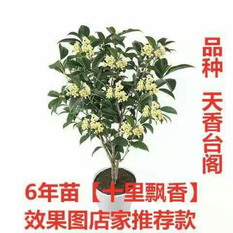 桂花树苗四季开花浓香好养的花6年苗特价