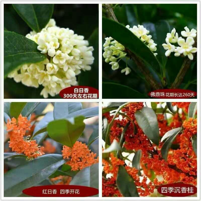 桂花树苗四季开花浓香好养的花6年苗特价