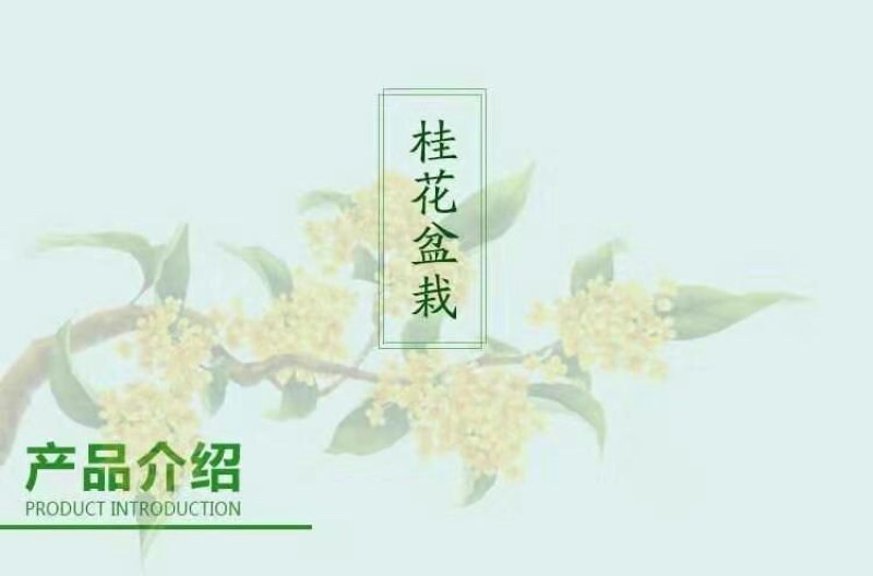 桂花树苗四季开花浓香好养的花6年苗特价
