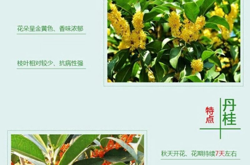 桂花树苗四季开花浓香好养的花6年苗特价