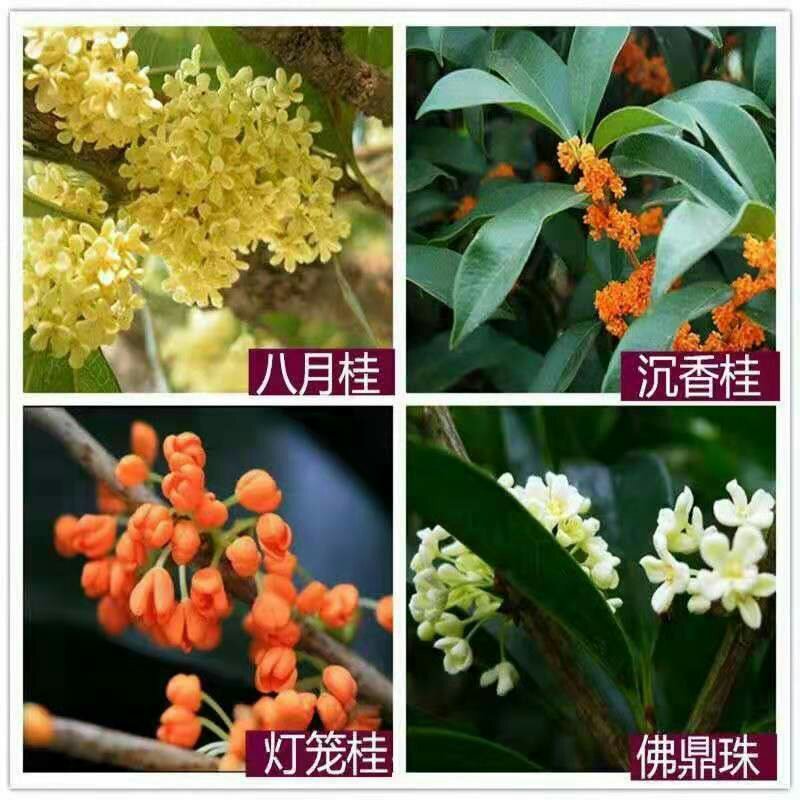 桂花树苗四季开花浓香好养的花6年苗特价