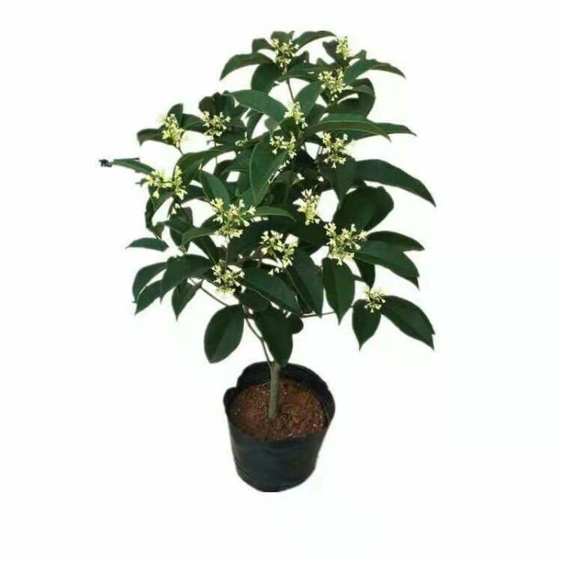 桂花树苗四季开花浓香好养的花6年苗特价