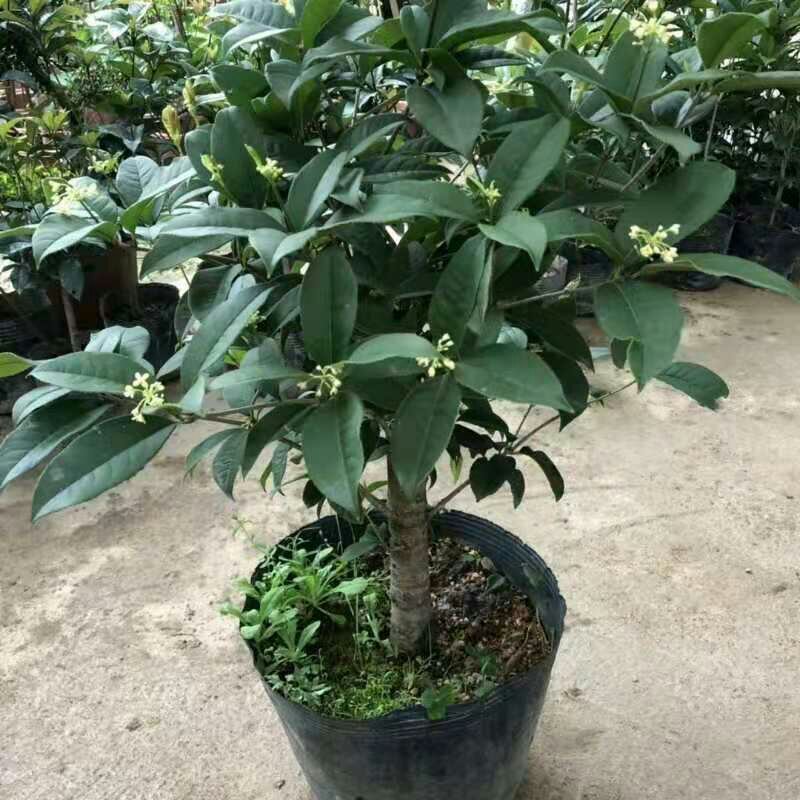 桂花树苗四季开花浓香好养的花6年苗特价