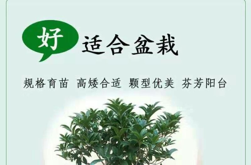 桂花树苗四季开花浓香好养的花6年苗特价