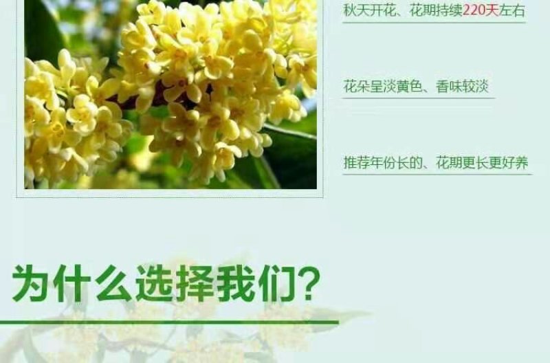 桂花树苗四季开花浓香好养的花6年苗特价