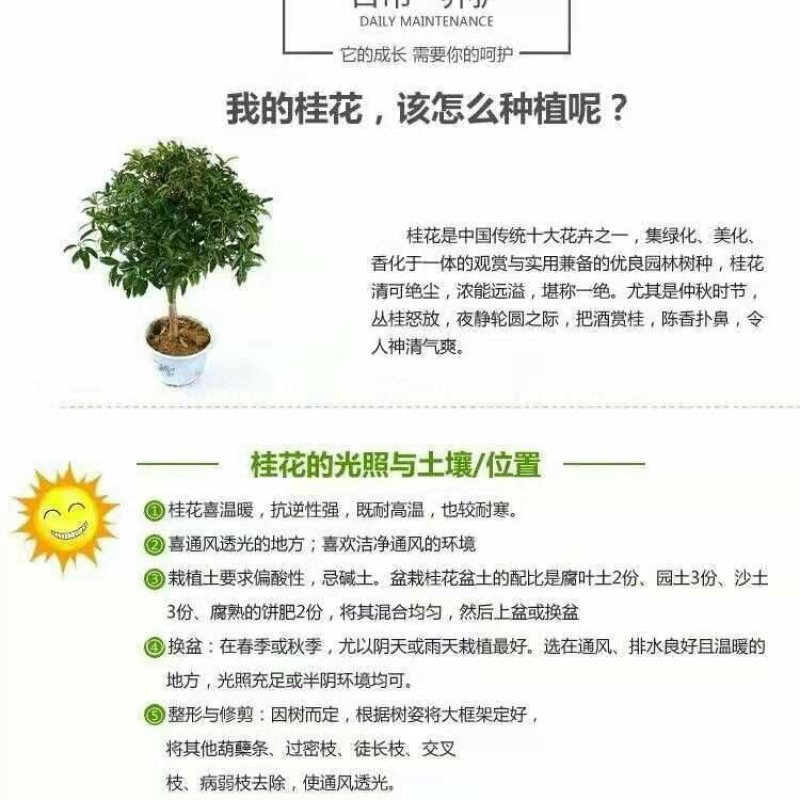 桂花树苗四季开花浓香好养的花6年苗特价