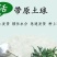桂花树苗四季开花浓香好养的花6年苗特价