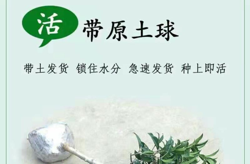桂花树苗四季开花浓香好养的花6年苗特价