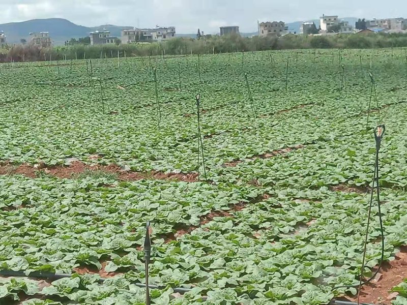 开孔地膜（各种规格尺寸）