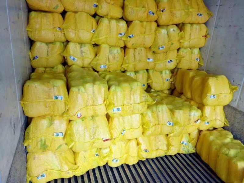 北京三号白菜4~6斤净菜大量供应山东肥城货发全国