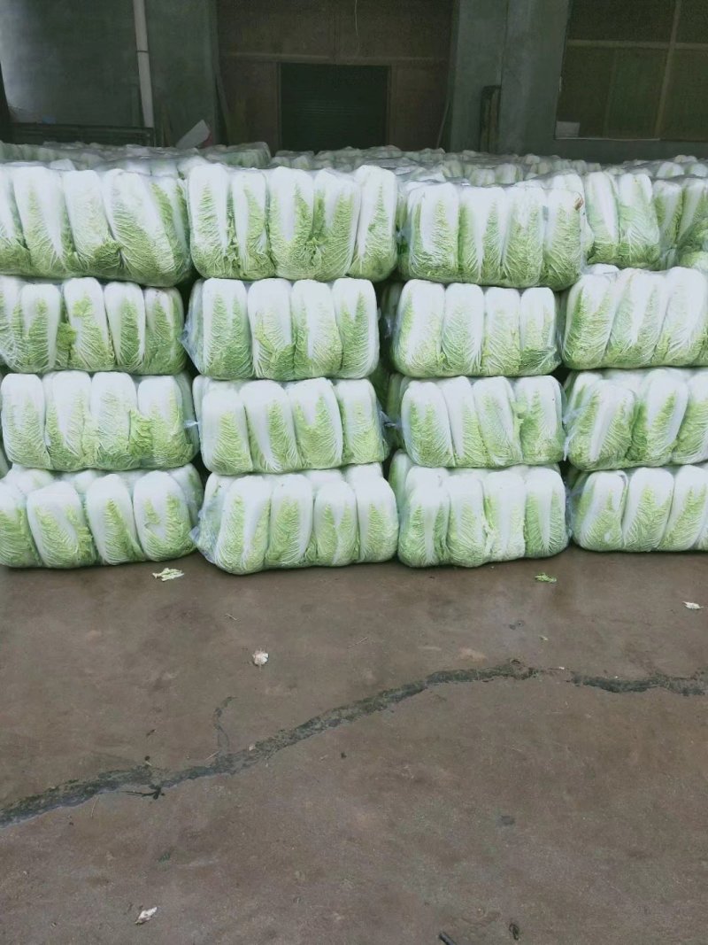 北京三号白菜4~6斤净菜大量供应山东肥城货发全国