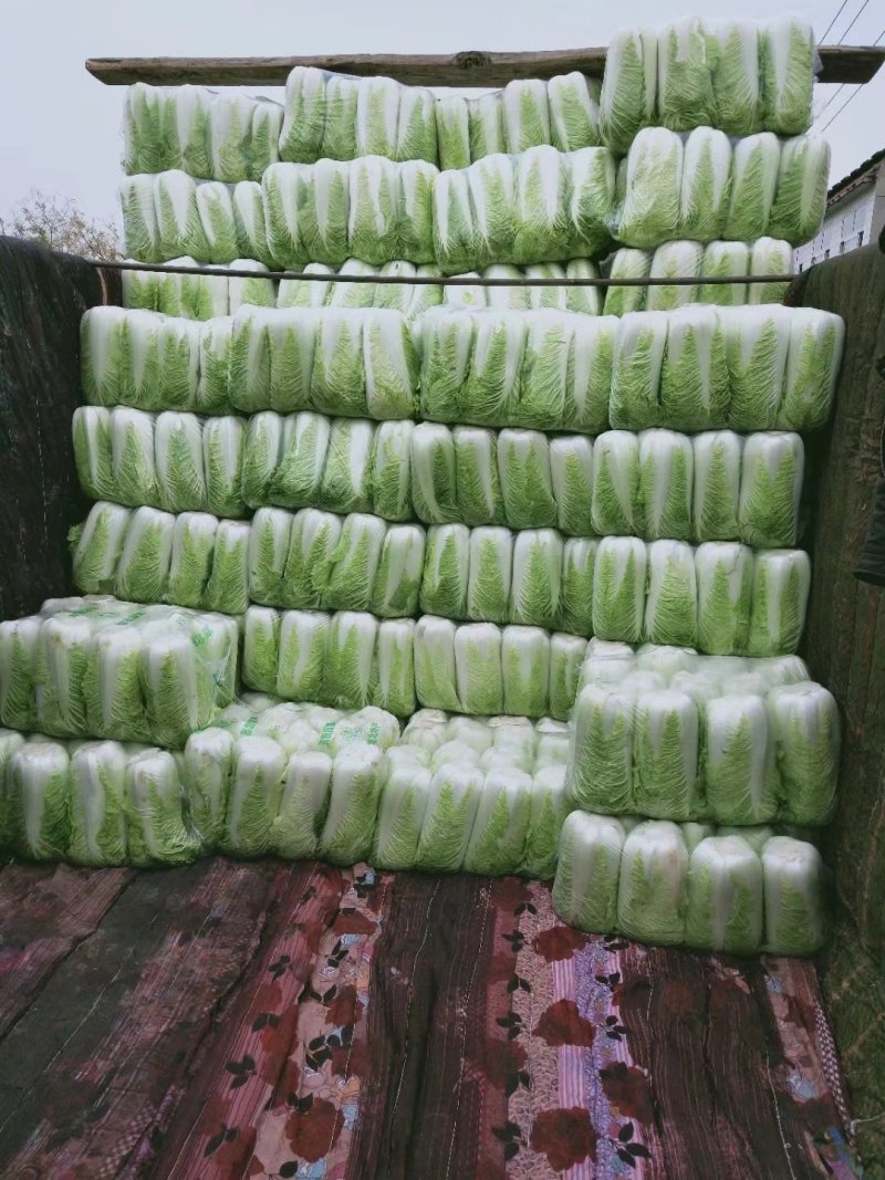 北京三号白菜4~6斤净菜大量供应山东肥城货发全国
