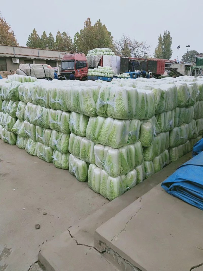 北京三号白菜4~6斤净菜大量供应山东肥城货发全国