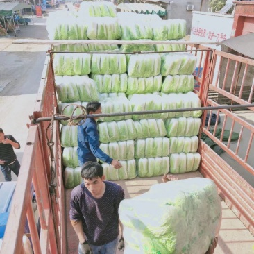 北京三号白菜4~6斤净菜大量供应山东肥城货发全国