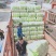 北京三号白菜4~6斤净菜大量供应山东肥城货发全国