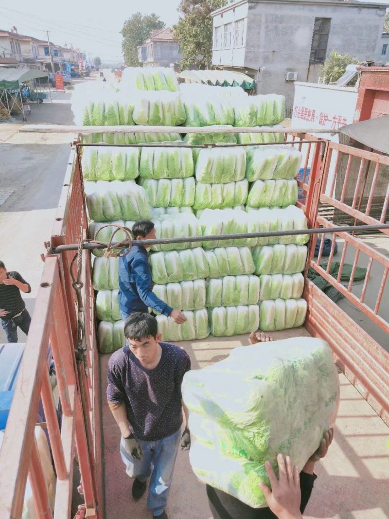 北京三号白菜4~6斤净菜大量供应山东肥城货发全国