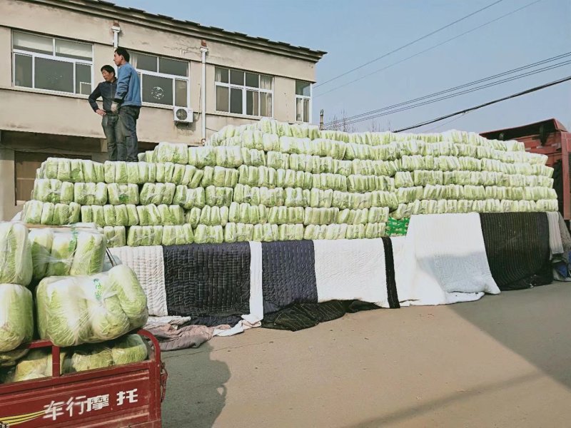 北京三号白菜4~6斤净菜大量供应山东肥城货发全国