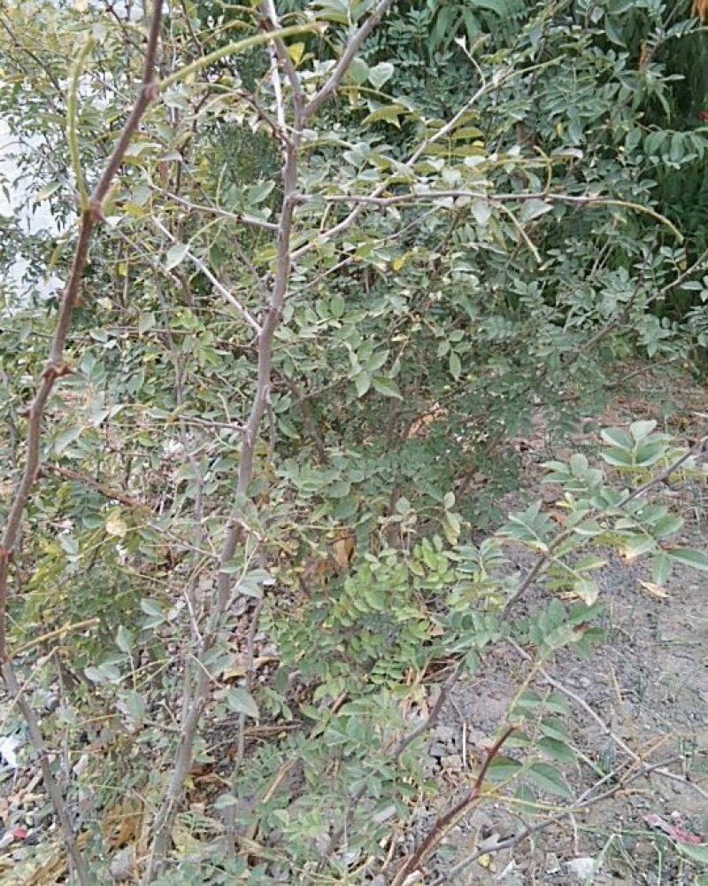 野花椒纯正的味道