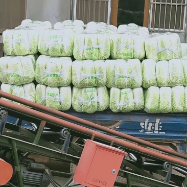 山东大白菜,北京三号大白菜供应酸菜厂,加工厂等品质保证