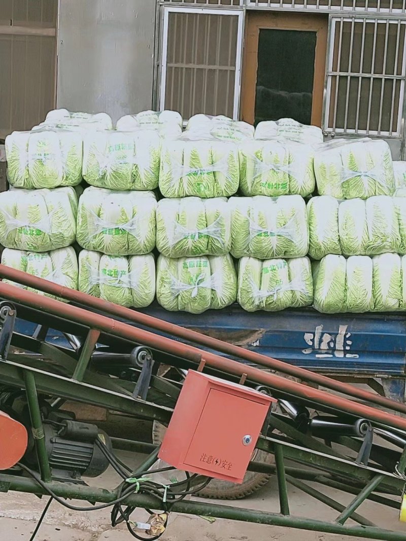 山东大白菜，北京三号大白菜供应酸菜厂，加工厂等品质保证
