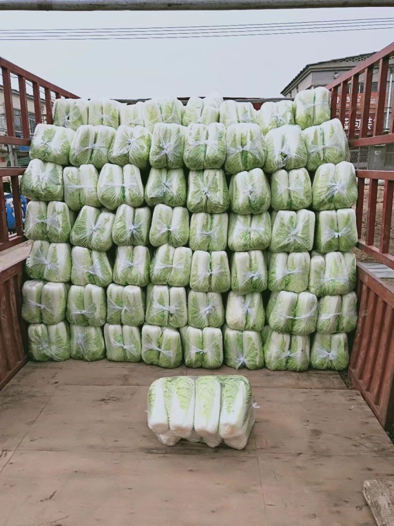 山东大白菜，北京三号大白菜供应酸菜厂，加工厂等品质保证