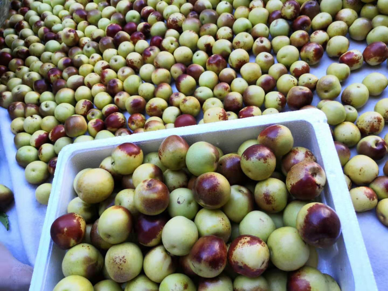 冬枣