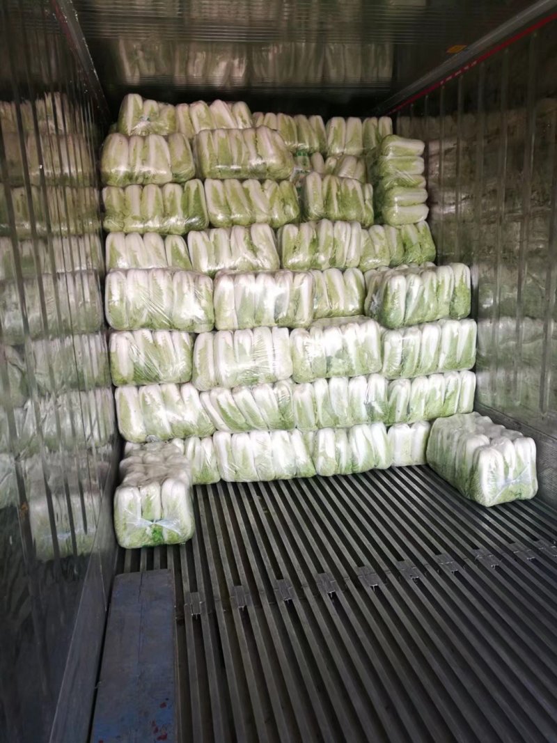 山东大白菜肥城北京三号白菜货量大品质好价位低