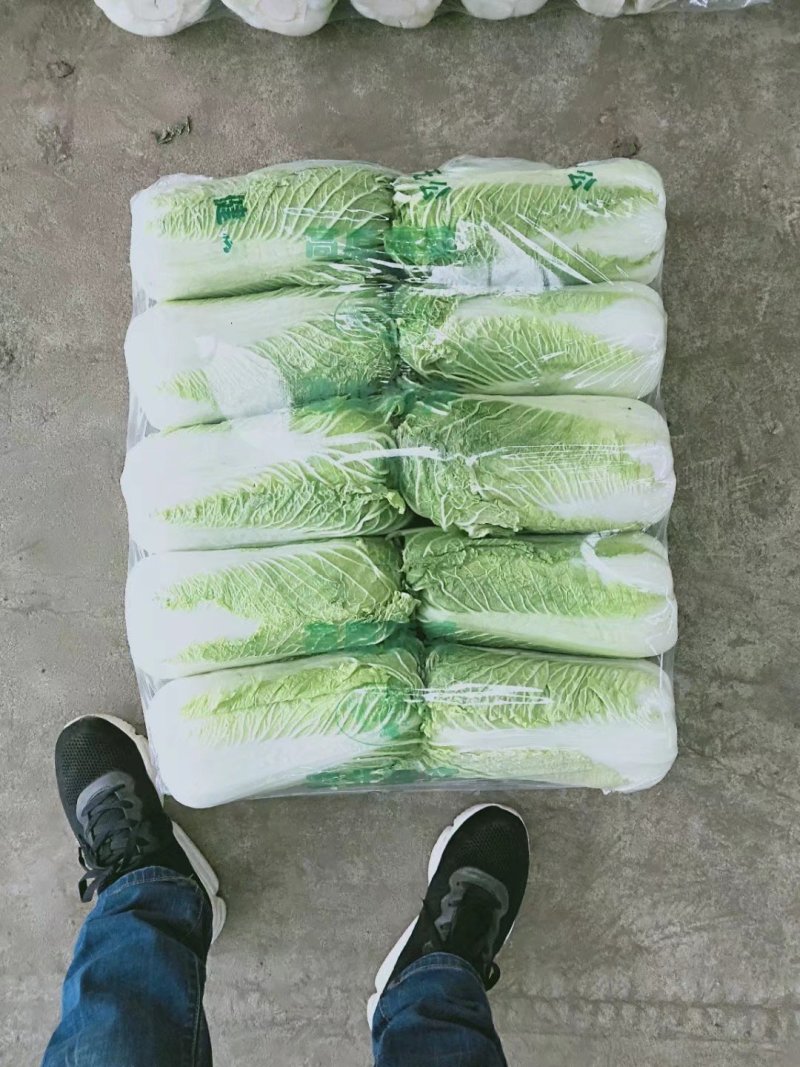 山东大白菜肥城北京三号白菜货量大品质好价位低
