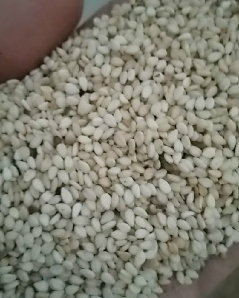 纯天然芝麻无肥料无农药