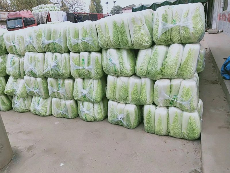 北京三号净白菜货量充足产地直销价位低山东肥城全国发车