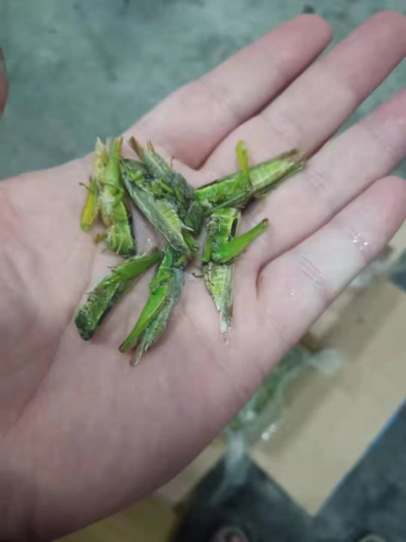 稻蝗，蚂蚱，绿蚂蚱，飞蝗，东亚飞蝗，一手货源，长年供应