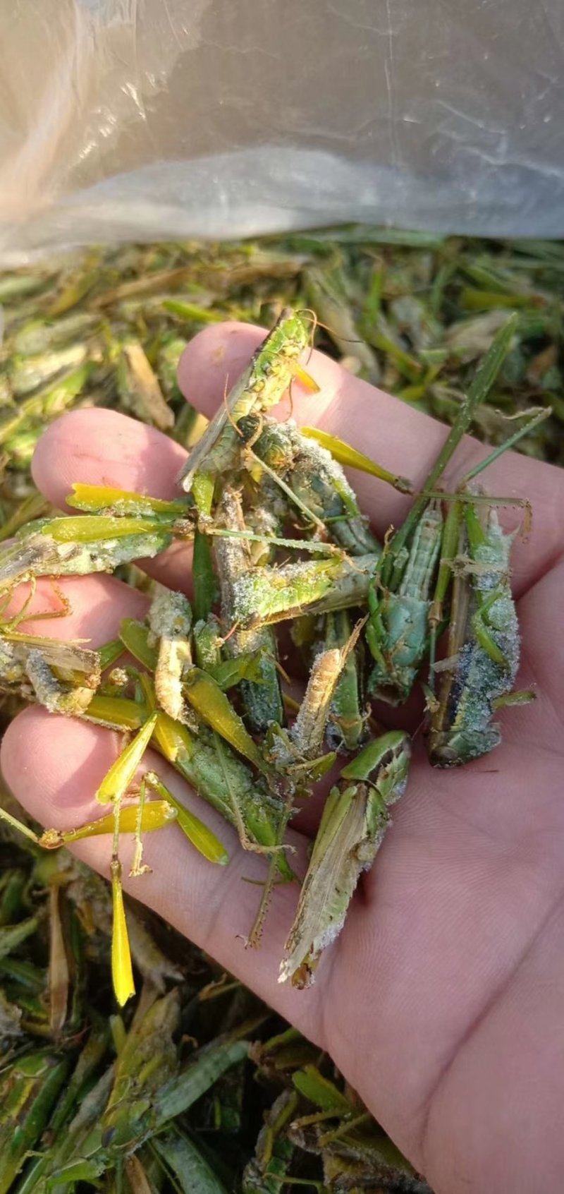 稻蝗，蚂蚱，绿蚂蚱，飞蝗，东亚飞蝗，一手货源，长年供应